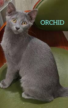 Orchid -  Russian Blue and Domestic Short Hair Cat for Adoption in Shrewsbury, Massachusetts - Orchid | PetCurious