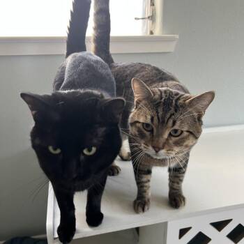 Tofu + Boba -  Domestic Short Hair Cat for Adoption in Beaumont, Texas - Tofu + Boba | PetCurious