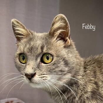 Domestic Short Hair Cats Available for Adoption - Febby | PetCurious