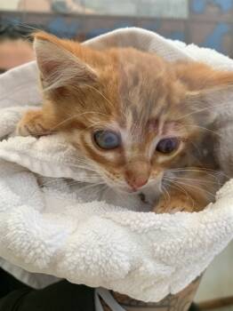 Rescue Domestic Short Hair Cats for Adoption in Fremont, California - A195470 | PetCurious