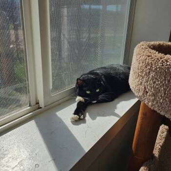 Domestic Short Hair Cats Available for Adoption in Spokane, Washington - Shiki | PetCurious