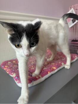 Domestic Short Hair Cats Available for Adoption in Wheaton, Illinois - Iris | PetCurious