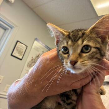 Cypress -  Domestic Short Hair Cat for Adoption in Morganfield, Kentucky - Cypress | PetCurious