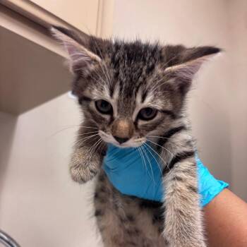 Domestic Short Hair Cats Available for Adoption in Goleta, California - Eeyore | PetCurious