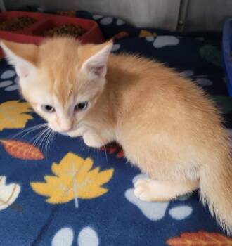 Domestic Short Hair Cats Available for Adoption in Hopkinsville, Kentucky - Quincy | PetCurious