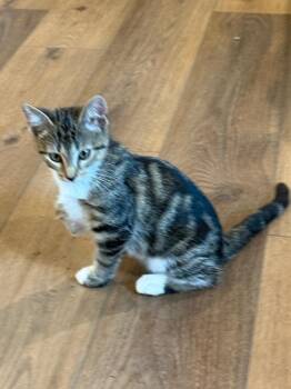 Teddy -  Tabby Cat for Adoption in San Antonio, Texas - Teddy | PetCurious