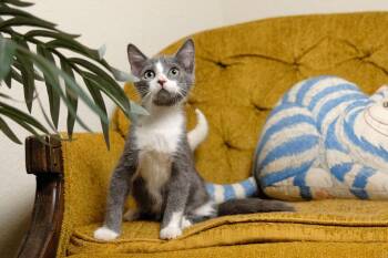 Fern -  Domestic Short Hair Cat for Adoption in Rowlett, Texas - Fern | PetCurious