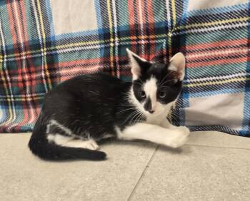 Leaf -  Domestic Short Hair Cat for Adoption in Dickson, Tennessee - Leaf | PetCurious