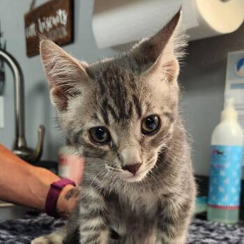 Kelso -  Domestic Short Hair Cat for Adoption in Brighton, Missouri - Kelso | PetCurious