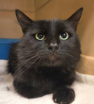 Aviator -  Domestic Medium Hair Cat for Adoption in Weaverville, California - Aviator | PetCurious