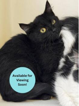 Skittles -  Domestic Short Hair Cat for Adoption in Kalispell, Montana - Skittles | PetCurious