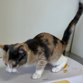 Patches -  Domestic Short Hair Cat for Adoption in Floresville, Texas - Patches | PetCurious