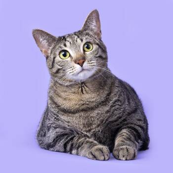 Domestic Short Hair Cats Available for Adoption in Franklin, Tennessee - Willow | PetCurious