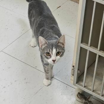 Rescue Domestic Short Hair Cats for Adoption in Midland, Texas - Lilith | PetCurious