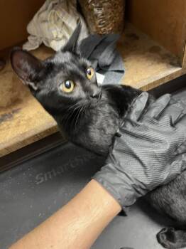 Rescue Domestic Short Hair Cats for Adoption in Stockton, California - PATSIE | PetCurious