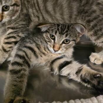 Yuki -  Domestic Short Hair Cat for Adoption in Spokane, Washington - Yuki | PetCurious
