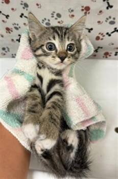 A1934682 -  Domestic Short Hair Cat for Adoption in Riverside, California - A1934682 | PetCurious