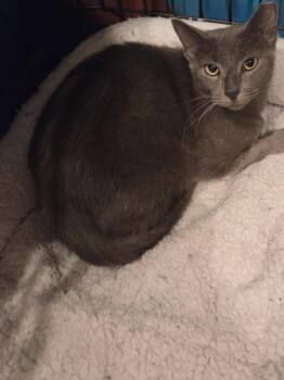 Dreamboat 1361 -  Domestic Short Hair Cat for Adoption in Dallas, Texas - Dreamboat 1361 | PetCurious