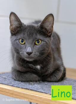 Rescue Domestic Short Hair Cats for Adoption in Candiac, Quebec - Lino | PetCurious