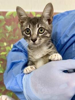 Dino -  Domestic Short Hair Cat for Adoption in San Antonio, Texas - Dino | PetCurious