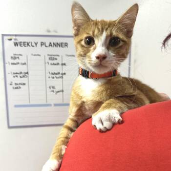 Cockatoo C1 -  Domestic Short Hair Cat for Adoption in Union, Missouri - Cockatoo C1 | PetCurious