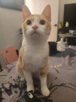 Domestic Short Hair Cats Available for Adoption - Soybean  | PetCurious