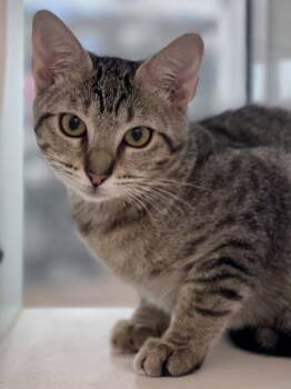 Trinket -  Domestic Short Hair Cat for Adoption in Austin, Texas - Trinket | PetCurious