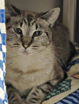 Siamese Cats Available for Adoption in Vancouver, Washington - Kina - Barn Cat | PetCurious