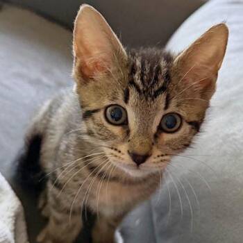 Rubble -  Domestic Short Hair Cat for Adoption in Wheaton, Illinois - Rubble | PetCurious