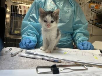 Rescue Domestic Short Hair Cats for Adoption in Raleigh, North Carolina - CUMIN | PetCurious