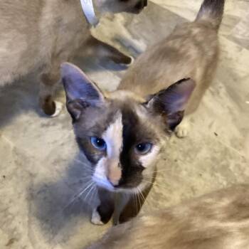 Sassy Jo -  Siamese Cat for Adoption in Tallahassee, Florida - Sassy Jo | PetCurious
