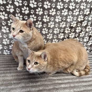 Domestic Short Hair Cats Available for Adoption - Shaman & McCavity | PetCurious