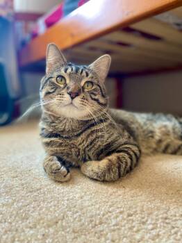 Domestic Short Hair Cats Available for Adoption - Miso | PetCurious