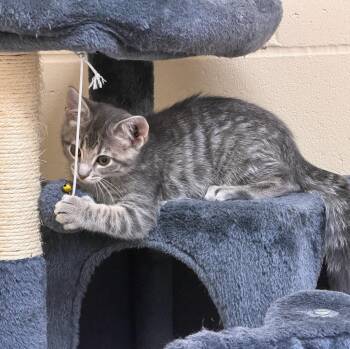 Babee -  Domestic Short Hair Cat for Adoption in Columbia, Illinois - Babee | PetCurious