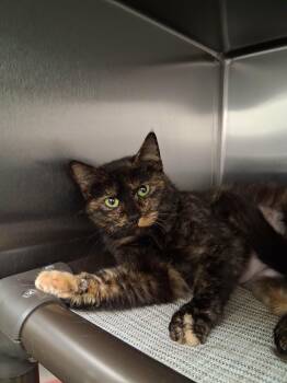 Domestic Short Hair Cats Available for Adoption - Confetti | PetCurious