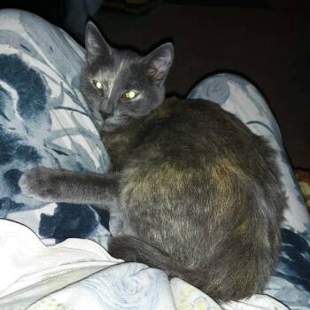 Domestic Short Hair Cats Available for Adoption in Middleton, Wisconsin - Raindrop | PetCurious