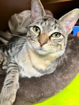 Domestic Short Hair Cats Available for Adoption in Dayton, Minnesota - Scooby | PetCurious
