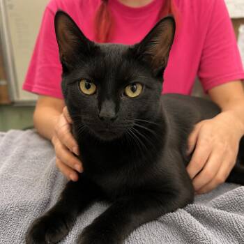 Violet -  Domestic Short Hair Cat for Adoption in West Point, Mississippi - Violet | PetCurious