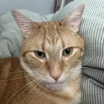 Rescue Domestic Short Hair Cats for Adoption in St. Louis, Missouri - Ms. Frizzle | PetCurious