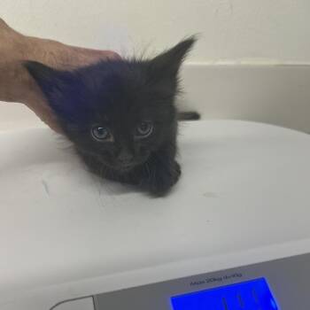 Domestic Short Hair Cats Available for Adoption in St. Louis, Missouri - Goober | PetCurious