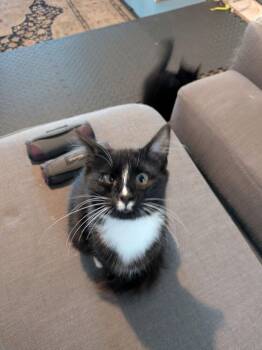 Mustache -  Domestic Short Hair Cat for Adoption in Vancouver, Washington - Mustache | PetCurious