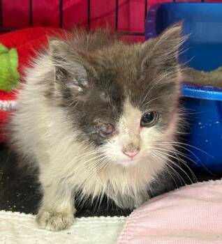 Dove -  Domestic Medium Hair Cat for Adoption in Portland, Indiana - Dove | PetCurious