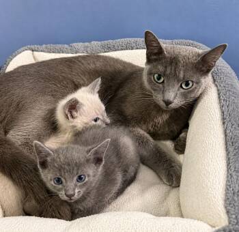 Russian Blue and Domestic Short Hair Cats Available for Adoption - Juniper  | PetCurious