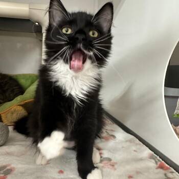 Flicka -  Domestic Medium Hair Cat for Adoption in Puslinch, Ontario - Flicka | PetCurious