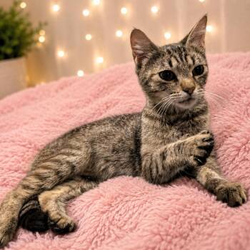 Dolly -  Tabby Cat for Adoption in Bothell, Washington - Dolly | PetCurious