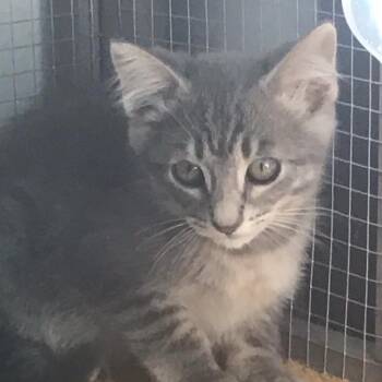 Jasmine -  Domestic Short Hair Cat for Adoption in Westminster, California - Jasmine | PetCurious