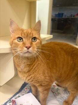 Rescue Domestic Short Hair Cats for Adoption in Prince Frederick, Maryland - Honey Bee | PetCurious