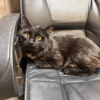 Domestic Long Hair Cats Available for Adoption - LC | PetCurious