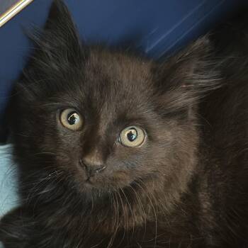 Dragon Fly -  Domestic Medium Hair Cat for Adoption in Matteson, Illinois - Dragon Fly | PetCurious