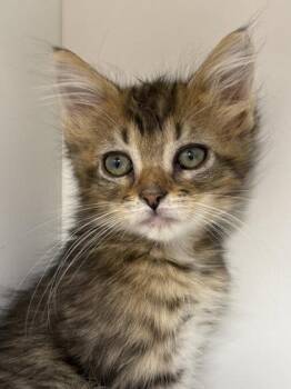 Dill Pickle -  Domestic Short Hair Cat for Adoption in West Chester, Pennsylvania - Dill Pickle | PetCurious
